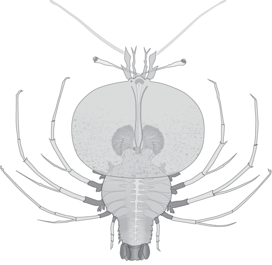 Gut-retracting phyllosoma